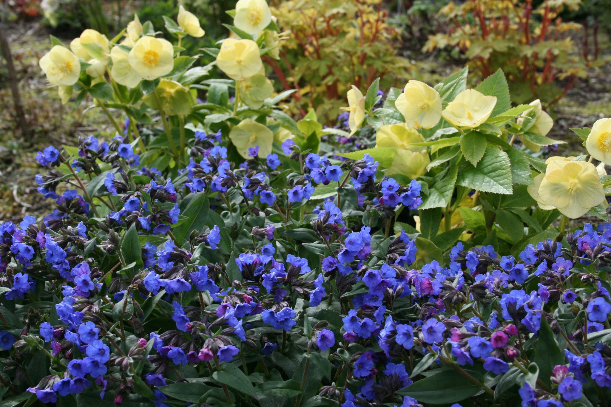 Pulmonaria 'Blue Ensign' Ballyrobert Gardens