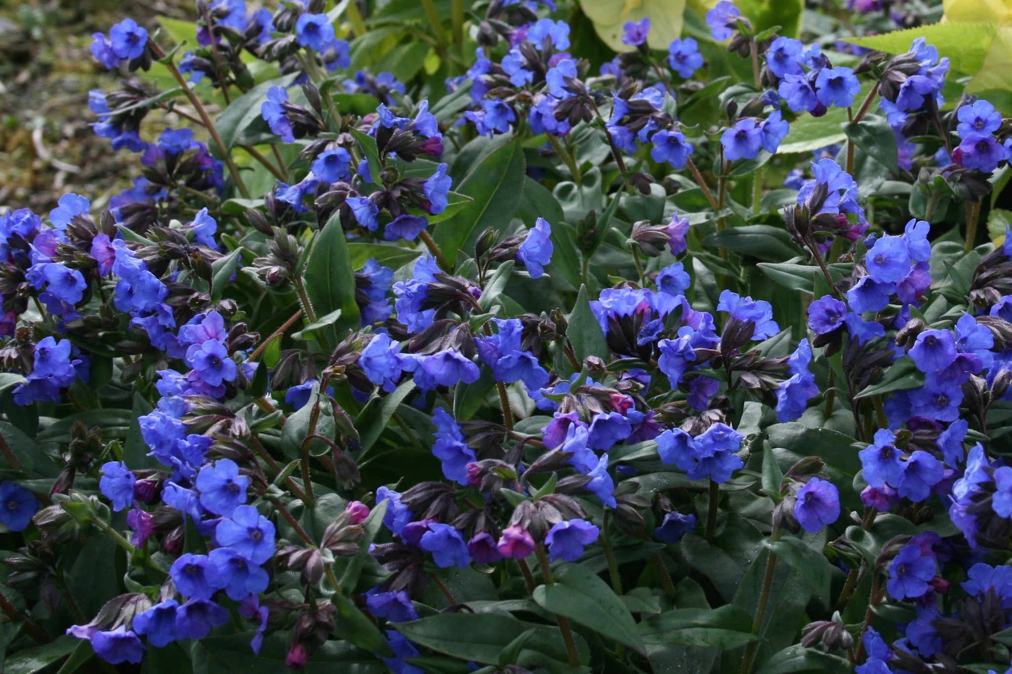 Pulmonaria 'Blue Ensign' Ballyrobert Gardens