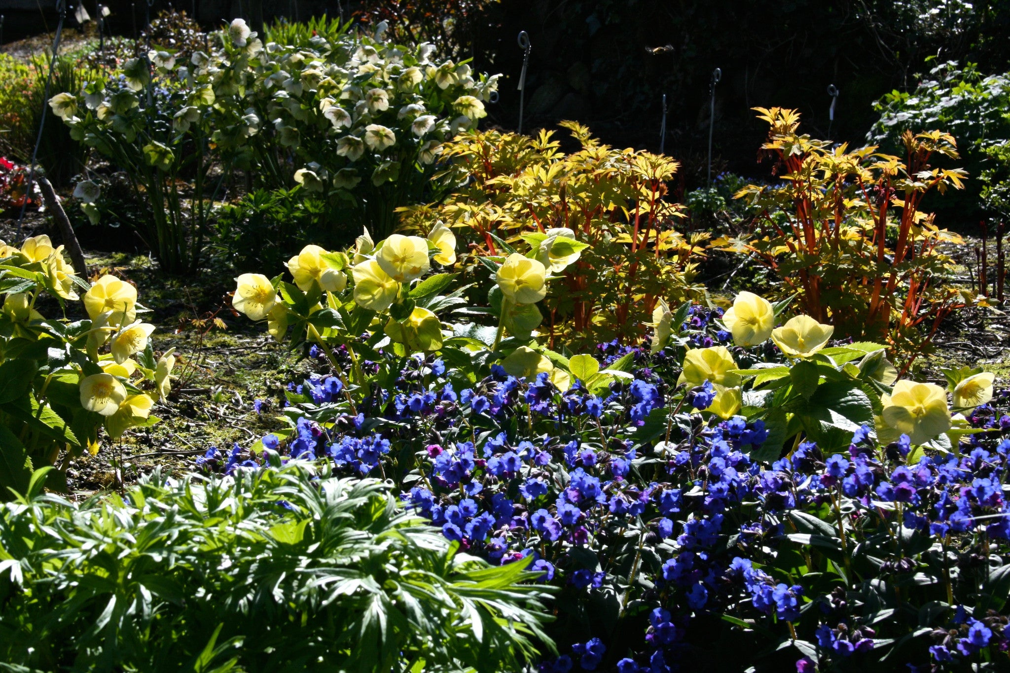 Pulmonaria 'Blue Ensign' Ballyrobert Gardens
