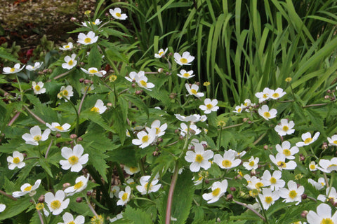 Ranunculus aconitifolius