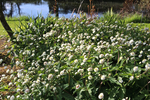 Ranunculus aconitifolius 'Flore Pleno' (d)