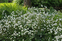 Ranunculus aconitifolius 'Flore Pleno' (d)
