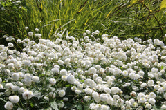 Ranunculus aconitifolius 'Flore Pleno' (d)