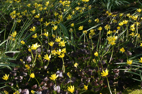 Ficaria verna 'Brazen Hussy'