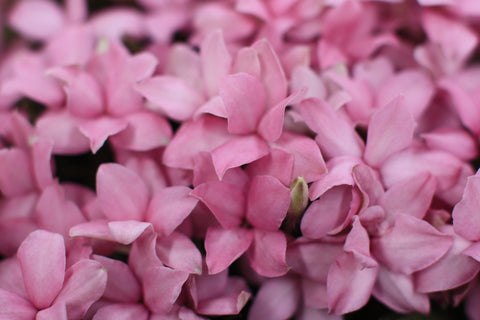 Rhodohypoxis 'Stella'