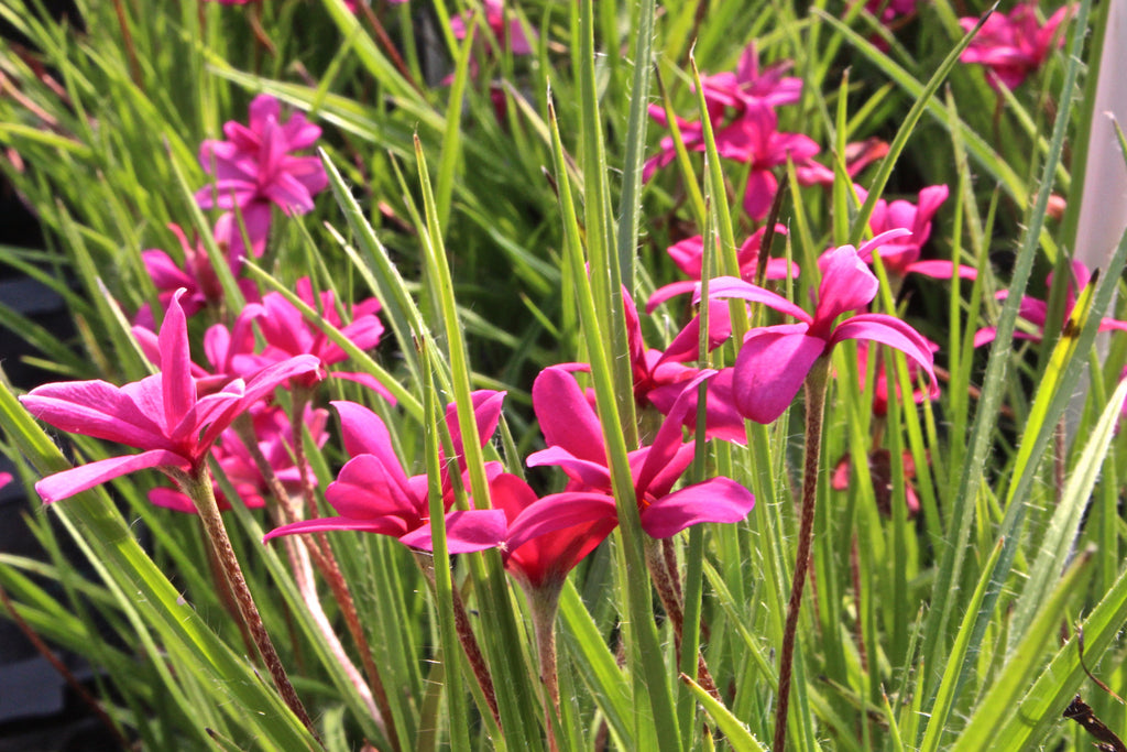 Rhodohypoxis Ballyrobert Gardens