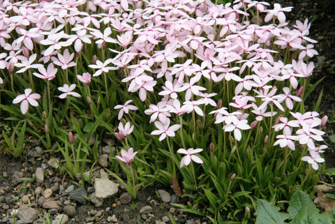 Rhodohypoxis baurii