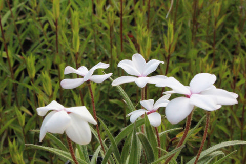 Rhodohypoxis baurii 'Alba'