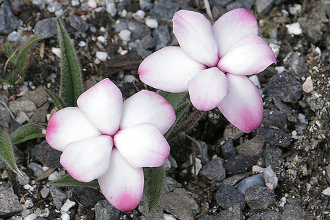 Rhodohypoxis baurii 'Harlequin'