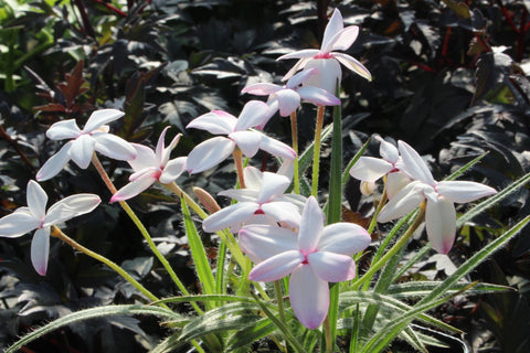 Rhodohypoxis baurii 'Helen'