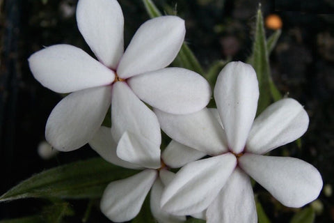 Rhodohypoxis baurii 'Perle'