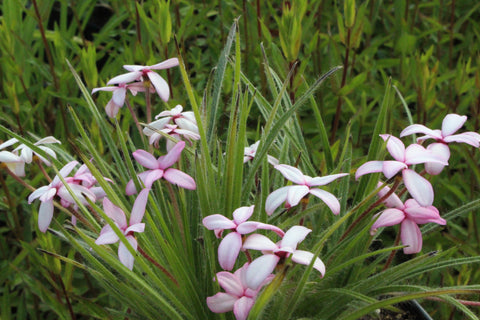 Rhodohypoxis baurii 'Ruth'