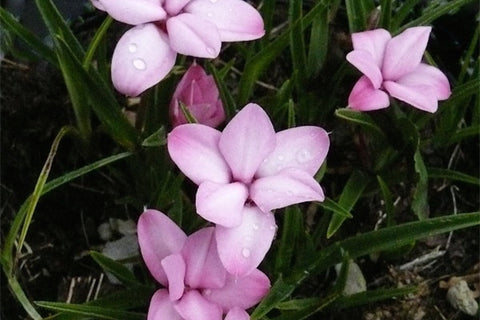 Rhodohypoxis baurii var. confecta