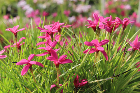 Rhodohypoxis deflexa