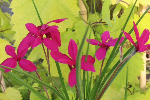 Rhodohypoxis milloides 'Claret'