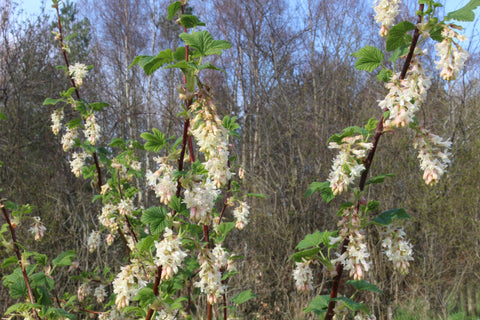Ribes sanguineum 'Elkington's White'