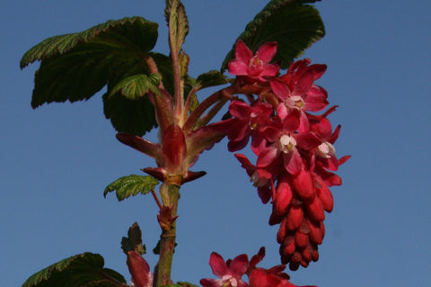 Ribes sanguineum 'Taff’s Kim' (v)