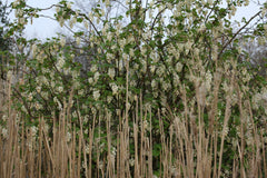 Ribes sanguineum WHITE ICICLE 'Ubric'
