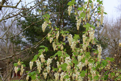 Ribes sanguineum WHITE ICICLE 'Ubric'
