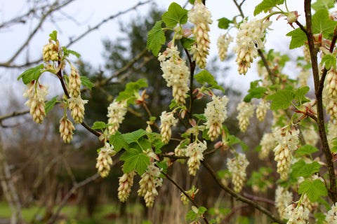 Ribes sanguineum WHITE ICICLE 'Ubric'