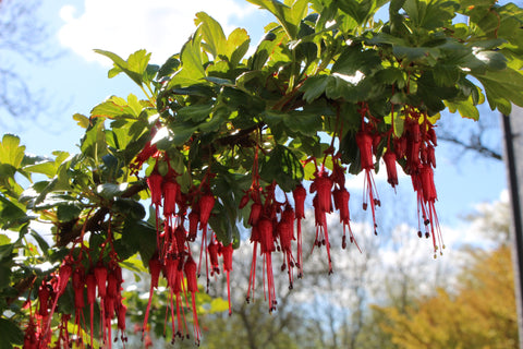 Ribes speciosum