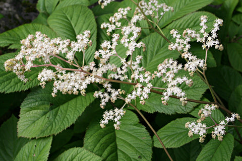 Rodgersia aesculifolia