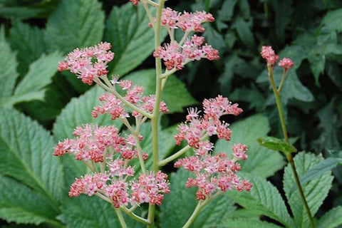 Rodgersia 'Die Stolze'