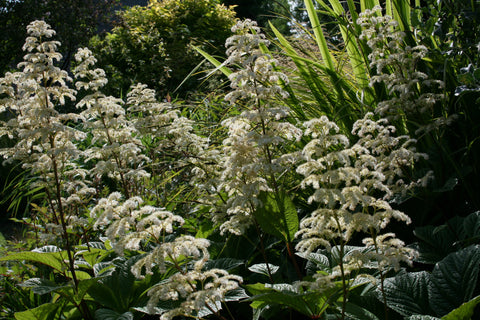 Rodgersia pinnata 'Elegans'