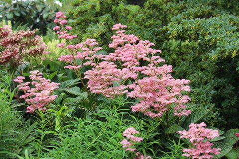 Rodgersia pinnata 'Superba'