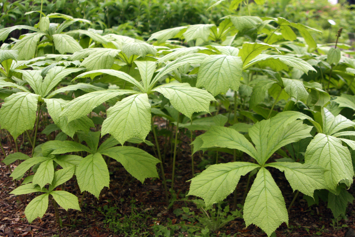 Rodgersia podophylla – Ballyrobert Gardens