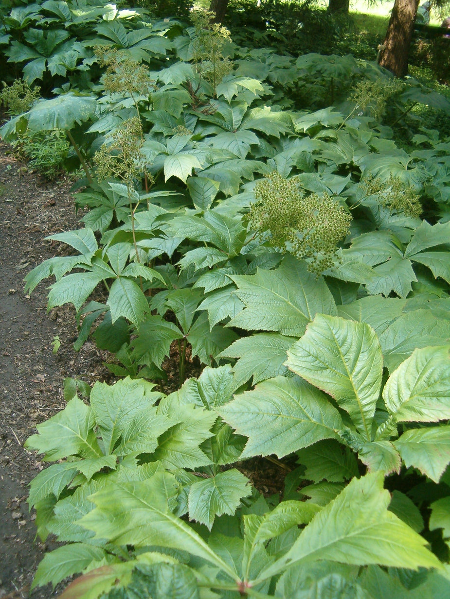 Rodgersia podophylla – Ballyrobert Gardens