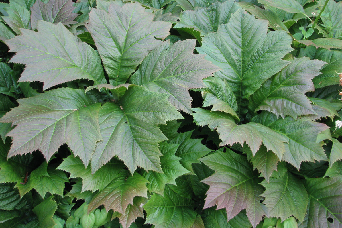 Rodgersia podophylla – Ballyrobert Gardens