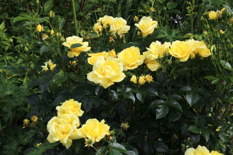 Rosa Flower Carpet Gold = 'Noalesa' (GC)