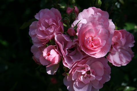 Rosa BONICA 'Meidomonac'