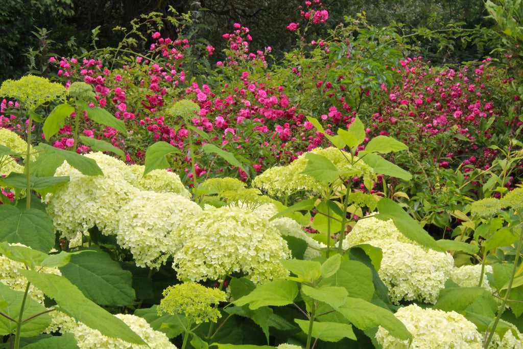 Rosa 'Dorothy Perkins' (Ra) Ballyrobert Gardens