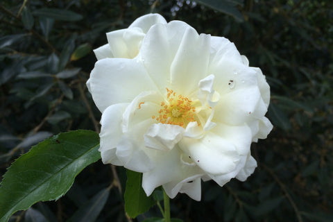 Rosa Flower Carpet White = 'Noaschnee' (GC)