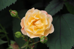 Rosa Flower Carpet Amber = 'Noa97400a' (GC)
