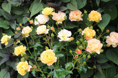 Rosa Flower Carpet Amber = 'Noa97400a' (GC)