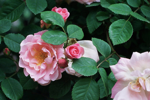 Rosa 'Fritz Nobis' (S)