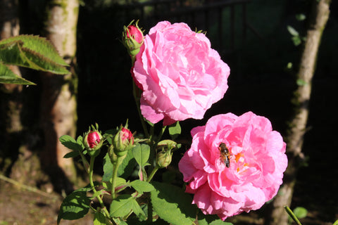 Rosa 'Gloire des Mousseuses' (CeMo)