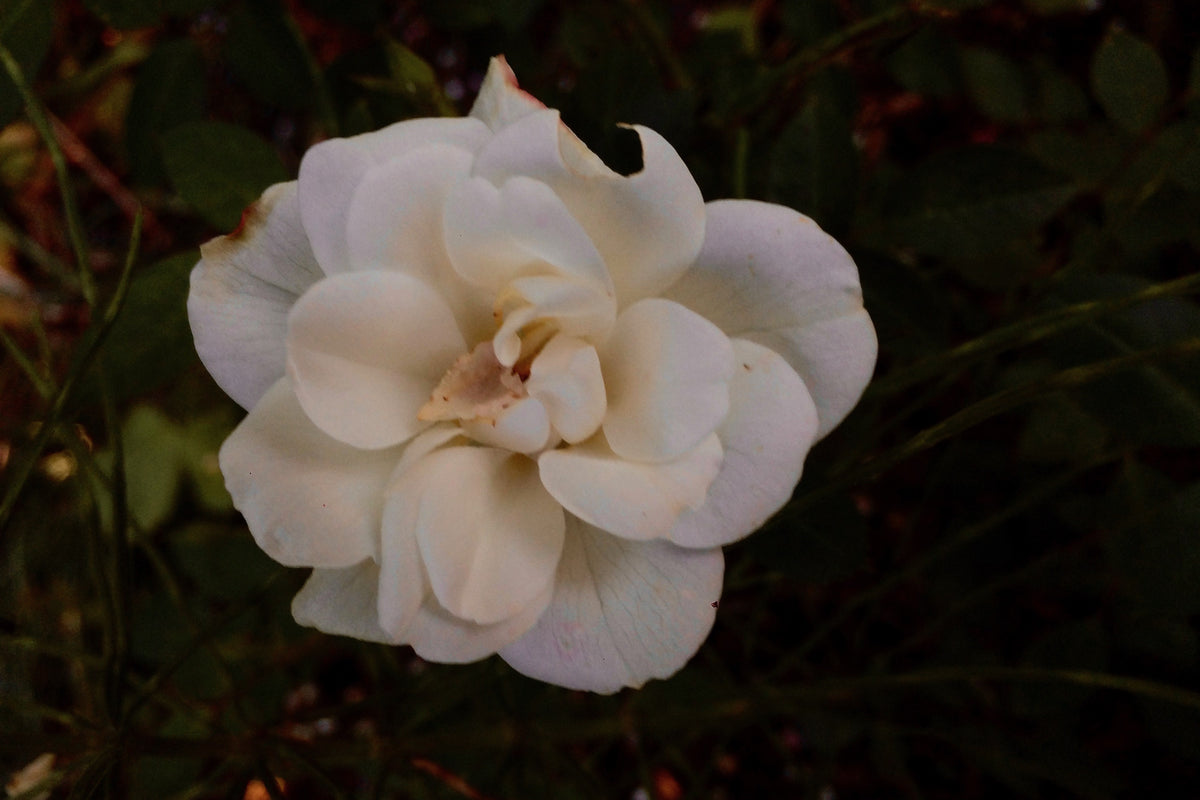 Rosa Kent = 'Poulcov' (Towne & Country Series) (S/gc) – Ballyrobert Gardens