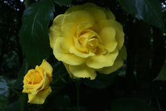 Rosa 'Korresia' (F)