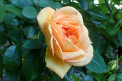 Rosa 'Maigold' (ClPiH)