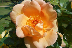Rosa 'Maigold' (ClPiH)
