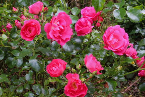 Rosa PINK FLOWER CARPET = 'Noatraum' (GC)