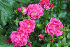 Rosa PINK FLOWER CARPET = 'Noatraum' (GC)