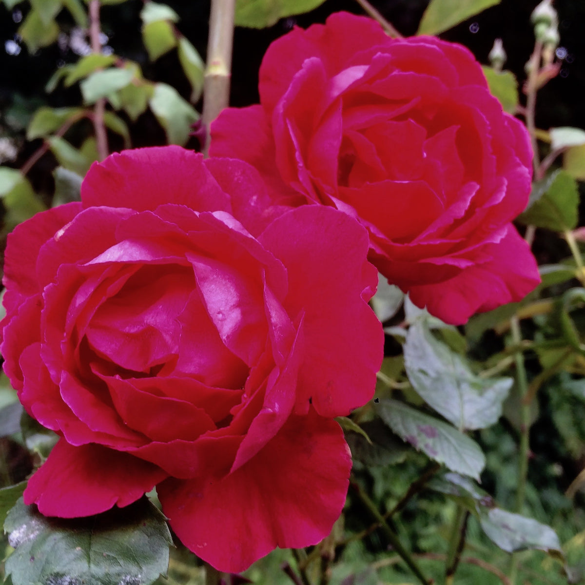 Rosa 'Paul's Scarlet Climber' (Cl/Ra) – Ballyrobert Gardens