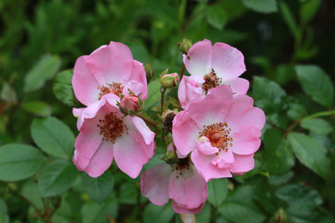 Rosa Sweet Haze = 'Tan97274' (F)