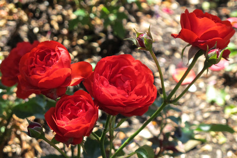 Rosa Trumpeter = 'Mactru' (F) 