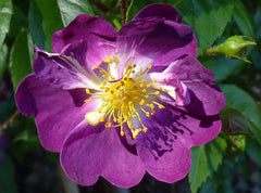 Rosa 'Veilchenblau' (Ra)